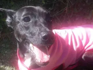 Cachorro raça Srd idade 1 ano nome Lola