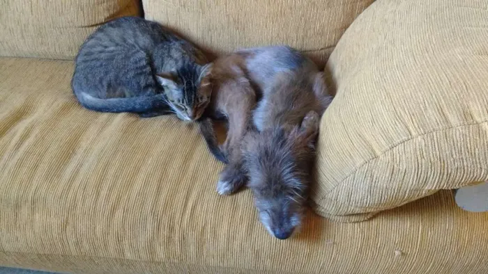 Cachorro raça SRD idade 7 a 11 meses nome Spyke