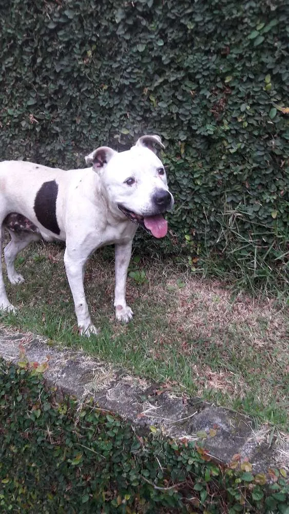 Cachorro ra a Pit bull idade 6 ou mais anos nome Bruna
