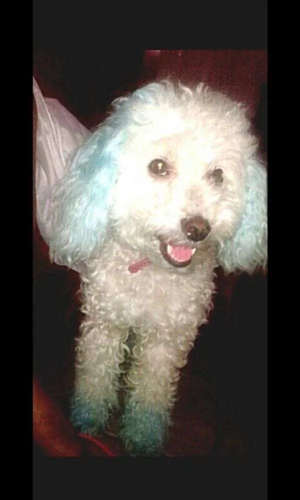 Cachorro ra a Poodle idade 3 anos nome Sofia