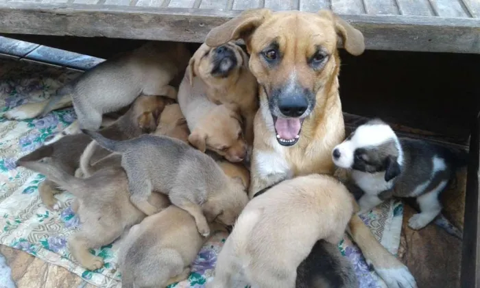Cachorro ra a SRD idade Abaixo de 2 meses nome FILHOTES
