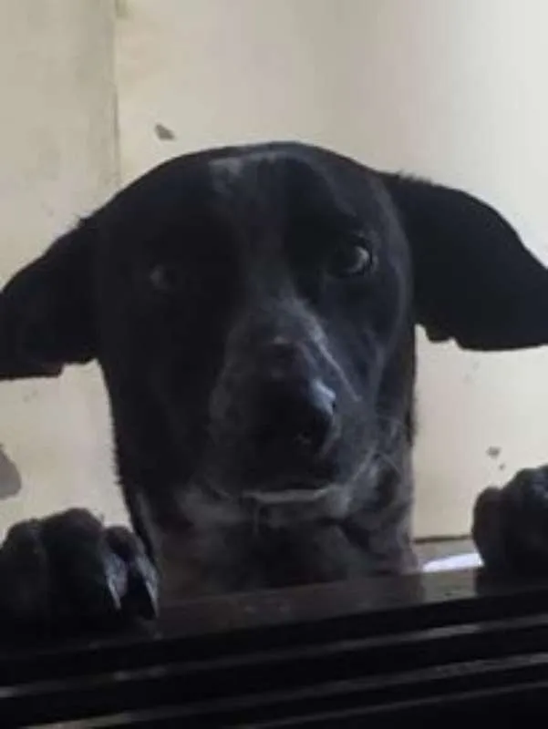 Cachorro ra a Viralata idade 3 anos nome Black