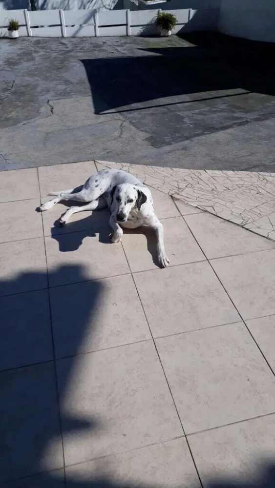 Cachorro ra a dálmata  idade  nome Mila