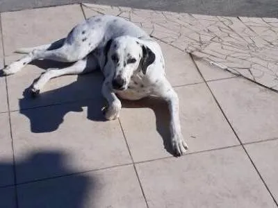 Cachorro ra a dálmata  idade  nome Mila