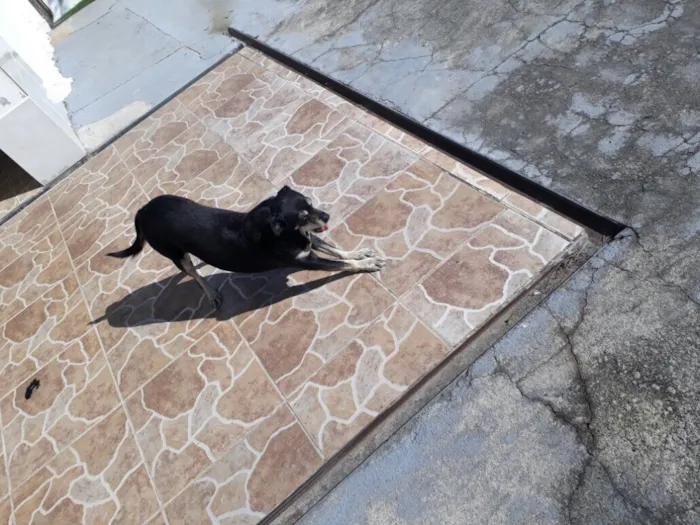 Cachorro ra a Vira lata idade 6 ou mais anos nome Fufu