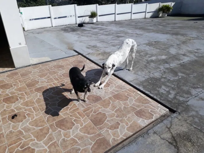 Cachorro ra a Vira lata idade 6 ou mais anos nome Fufu