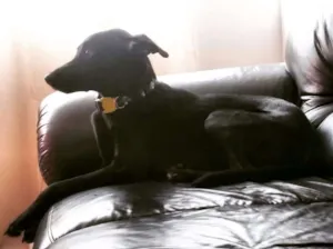 Cachorro raça Vira lata idade 7 a 11 meses nome Téo