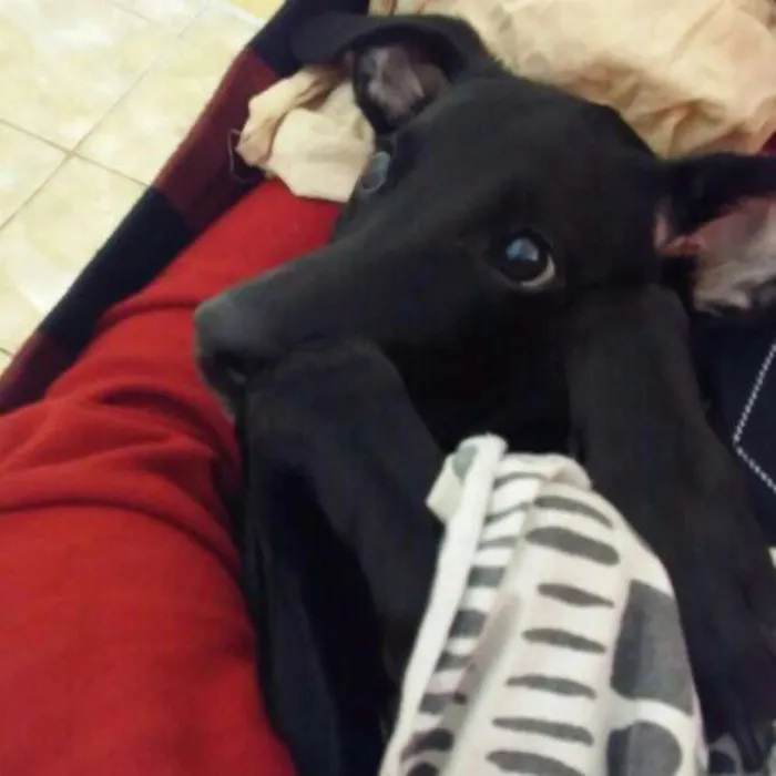 Cachorro raça Vira lata idade 7 a 11 meses nome Téo