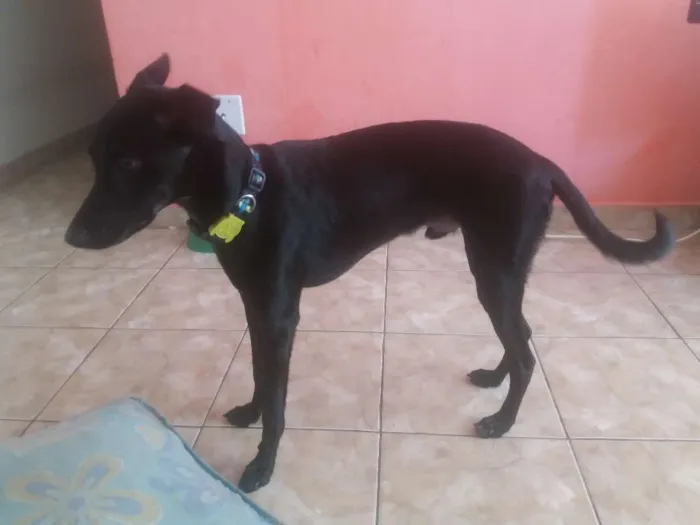 Cachorro raça Vira lata idade 7 a 11 meses nome Téo