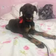 Cachorrinha