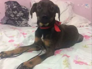 Cachorro raça Cachorrinha idade 2 a 6 meses nome Cachorrinha