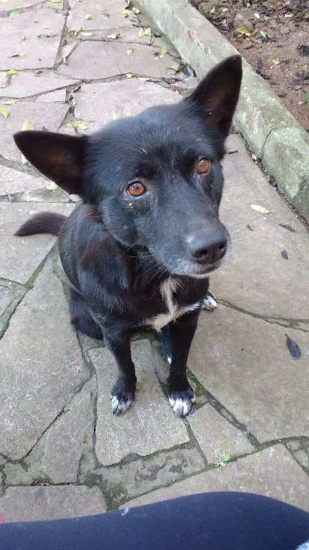 Cachorro ra a SEM RAÇA DEFINIDA idade 4 anos nome BABALOO