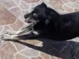 Fufu
