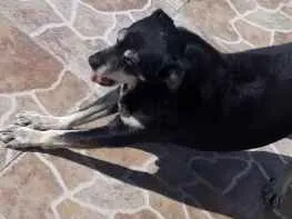 Cachorro ra a Vira lata idade 6 ou mais anos nome Fufu
