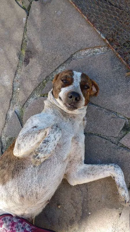 Cachorro ra a sem raça definida idade 2 anos nome Tutti Frutti