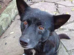 Cachorro raça SEM RAÇA DEFINIDA idade 4 anos nome BABALOO