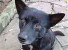 Cachorro raça SEM RAÇA DEFINIDA idade 4 anos nome BABALOO