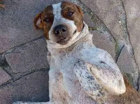 Cachorro ra a sem raça definida idade 2 anos nome Tutti Frutti