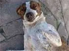 Cachorro raça sem raça definida idade 2 anos nome Tutti Frutti