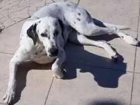 Cachorro ra a dálmata  idade  nome Mila