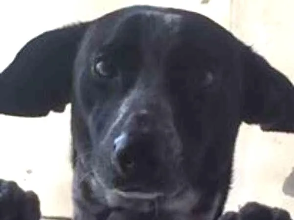 Cachorro ra a Viralata idade 3 anos nome Black