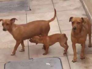 Cachorro raça srd idade 2 anos nome madona e garoto