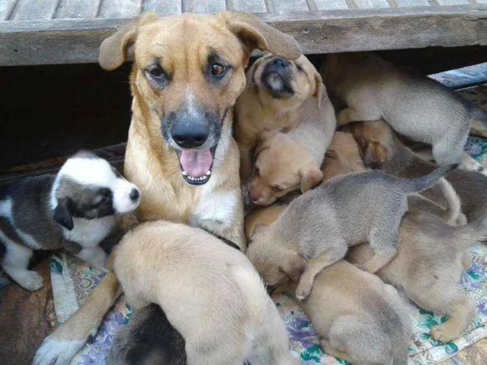 Cachorro ra a SRD idade Abaixo de 2 meses nome FILHOTES
