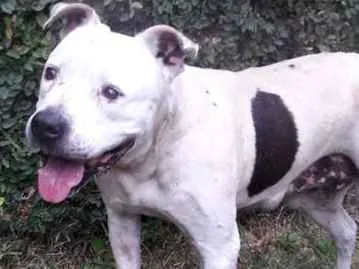 Cachorro ra a Pit bull idade 6 ou mais anos nome Bruna
