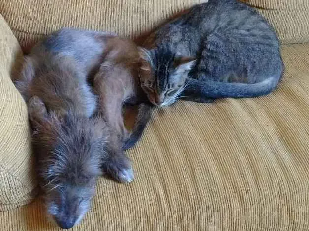 Cachorro raça SRD idade 7 a 11 meses nome Spyke