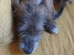 Cachorro raça SRD idade 7 a 11 meses nome Spyke