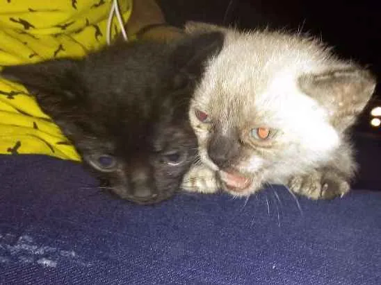 Gato ra a srd idade Abaixo de 2 meses nome sem nome