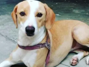 Cachorro raça Sem raça definida idade 7 a 11 meses nome Lilly e Jack