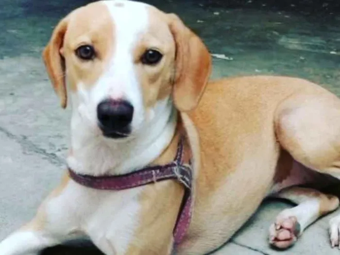 Cachorro ra a Sem raça definida idade 7 a 11 meses nome Lilly e Jack