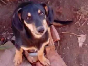 Cachorro raça vira lata idade 7 a 11 meses nome sem nome