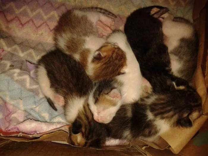 Gato raça SRD idade Abaixo de 2 meses nome Nâo definido