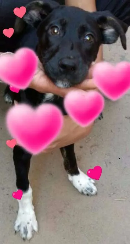 Cachorro ra a SRD idade 2 a 6 meses nome Lola
