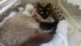 Gatinhos novinhos
