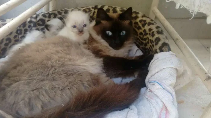 Gato ra a siamês idade Abaixo de 2 meses nome Gatinhos novinhos