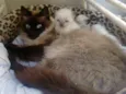 Gatinhos novinhos
