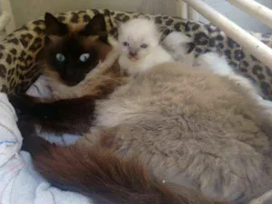 Gato raça siamês idade Abaixo de 2 meses nome Gatinhos novinhos