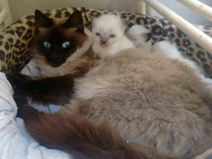 Gato ra a siamês idade Abaixo de 2 meses nome Gatinhos novinhos