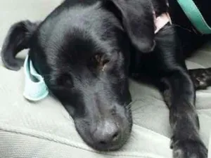 Cachorro raça Novinha idade 2 a 6 meses nome Novinha
