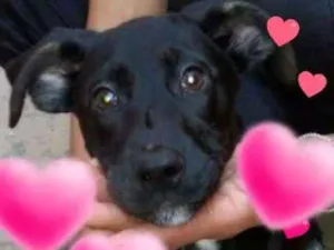 Cachorro raça SRD idade 2 a 6 meses nome Lola