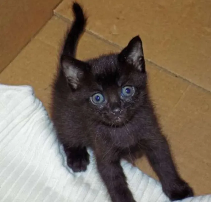 Gato raça  idade 2 a 6 meses nome Greg e Sugar