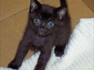 Gato raça  idade 2 a 6 meses nome Greg e Sugar
