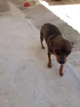 Mel