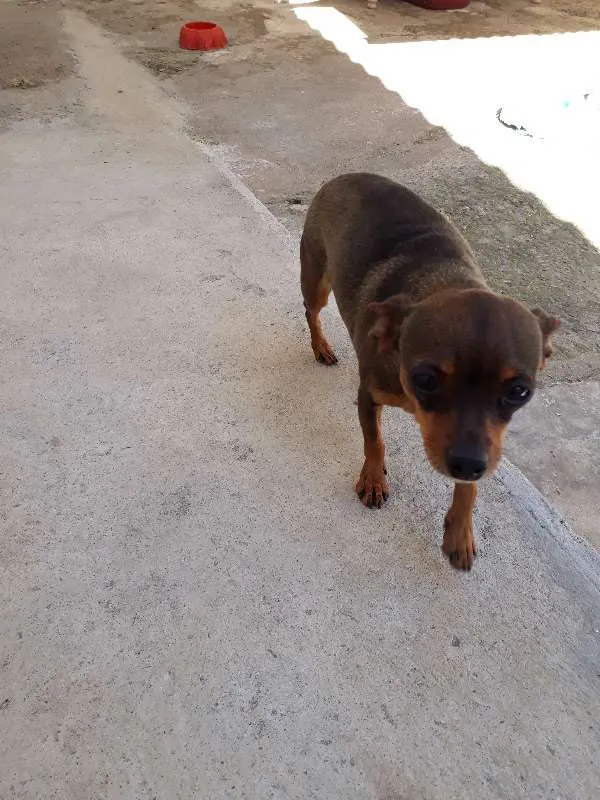 Cachorro ra a Pinscher  idade 5 anos nome Mel