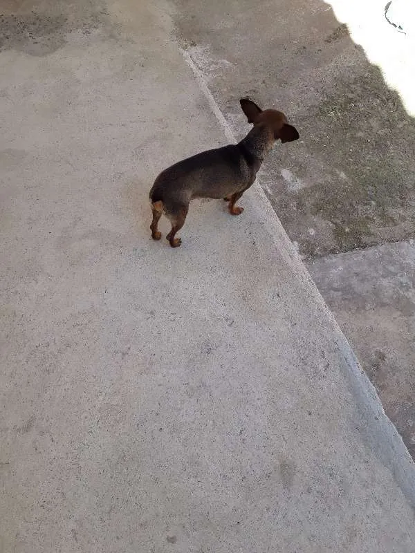 Cachorro ra a Pinscher  idade 5 anos nome Mel