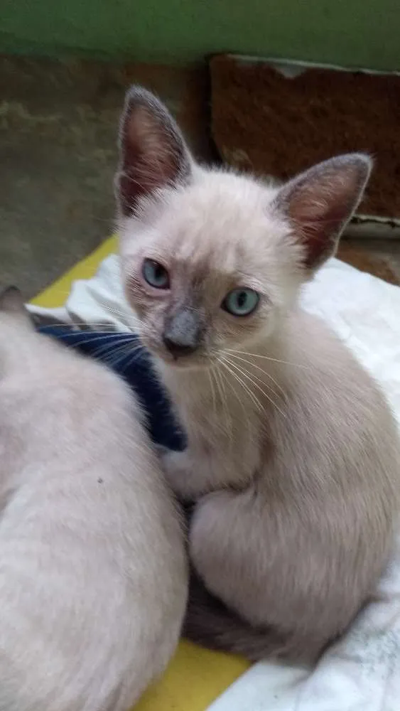 Gato ra a Não definida idade 2 a 6 meses nome Lulu e kika