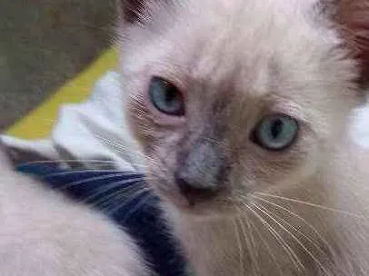 Gato ra a Não definida idade 2 a 6 meses nome Lulu e kika